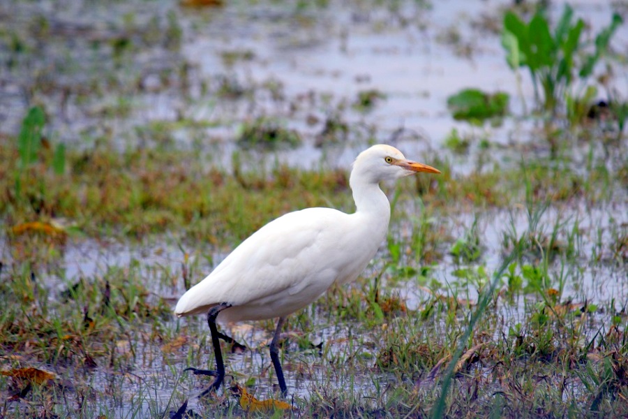 egret