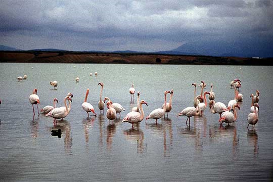 flamengos